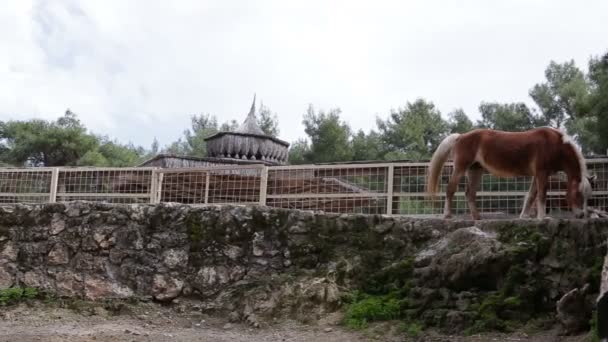 Великий красивий кінь на фермі — стокове відео