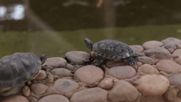 Zwei Meeresschildkröten auf den Felsen am Teich — Stockvideo