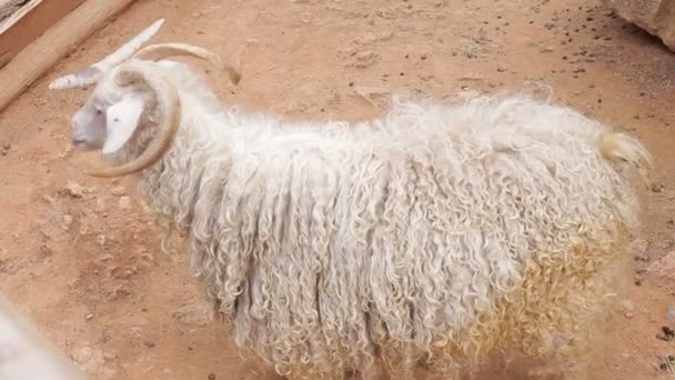 Lockige Ziege auf einem Bauernhof aus nächster Nähe — Stockvideo