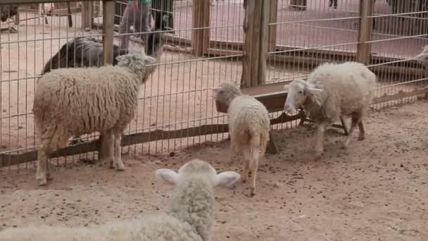 Schapen en lammeren wandelen. Schapenboerderij. — Stockvideo