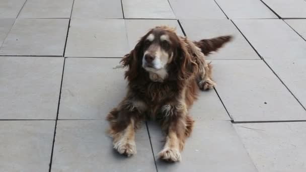 Perro Spaniel acostado en la pista en el parque y mueve la cola — Vídeo de stock