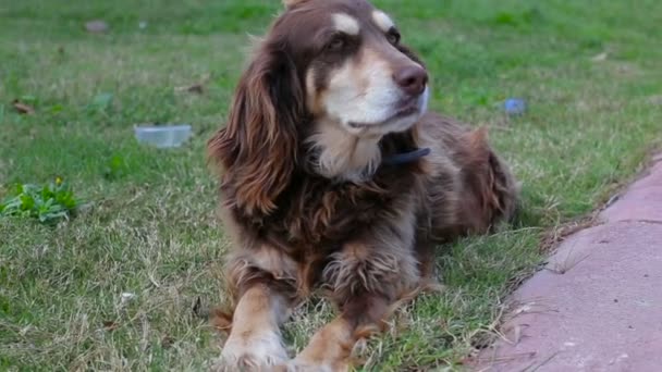 Cane Cocker Spaniel primo piano nel parco — Video Stock