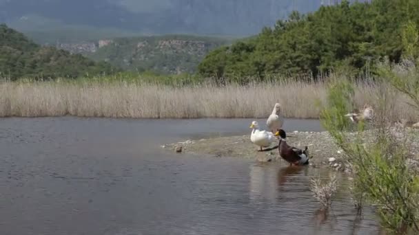 Hejno barevných kachny na pobřeží a hory v pozadí — Stock video