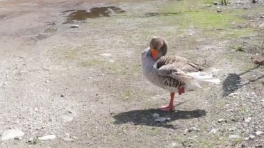 Yerdeki tek ayak üzerinde duran gri kaz