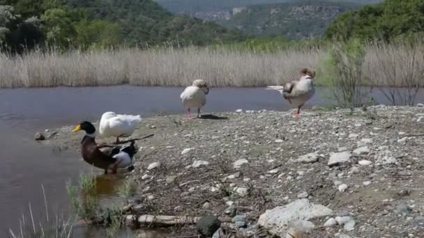 En flock av färgglada änder på vattnet och bergen i bakgrunden — Stockvideo