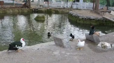 Bir sürü renkli ördekler ve kazlar waterfront ve arka planda dağlar