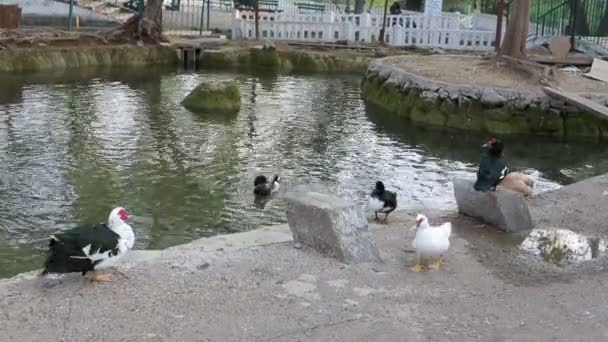 Una bandada de coloridos patos y gansos en el paseo marítimo y las montañas en el fondo — Vídeo de stock