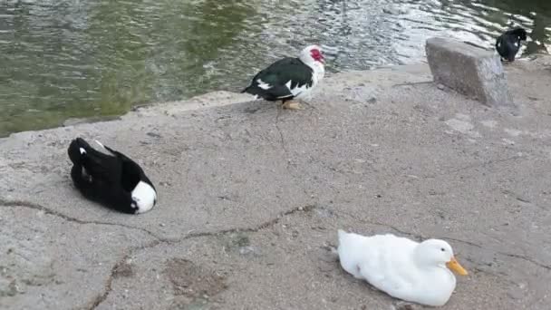 Una bandada de coloridos patos y gansos en el paseo marítimo y las montañas en el fondo — Vídeo de stock