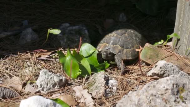 Schildpad beweegt de benen liggend op de rotsen — Stockvideo