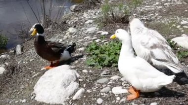 Bir sürü renkli ördekler ve kazlar waterfront ve arka planda dağlar