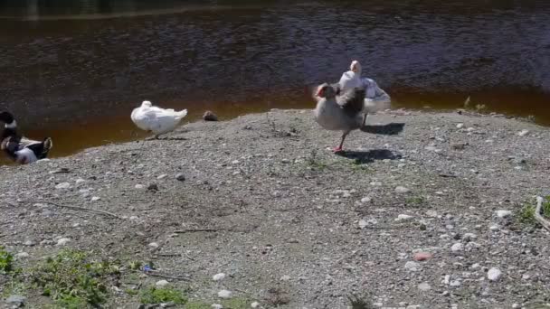 En flock av färgglada änder på vattnet och bergen i bakgrunden — Stockvideo