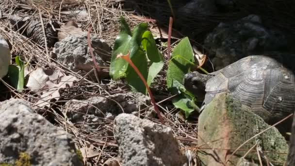 Schildkröte liegt auf Steinen und Gras — Stockvideo