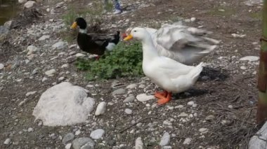 Bir sürü renkli ördekler ve kazlar waterfront ve arka planda dağlar