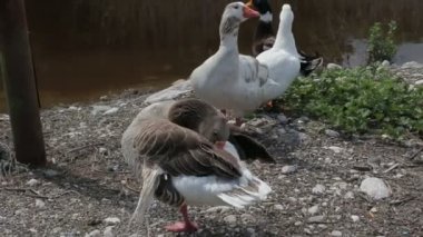 Bir sürü renkli ördekler ve kazlar waterfront ve arka planda dağlar