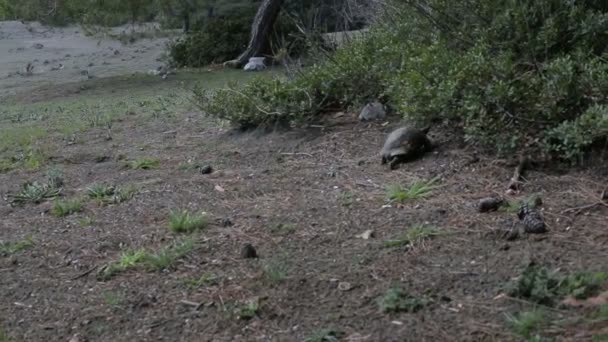 Schildkröte bewegt Beine, die auf den Felsen liegen — Stockvideo