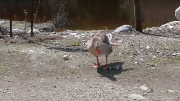 Dos gansos en el paseo marítimo y montañas en el fondo — Vídeo de stock