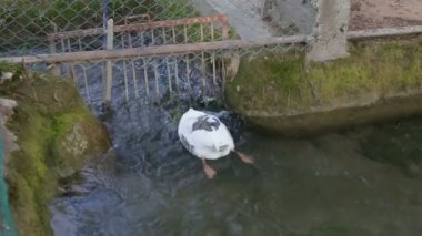 Saf su ile nehirde yüzen bir gri kaz