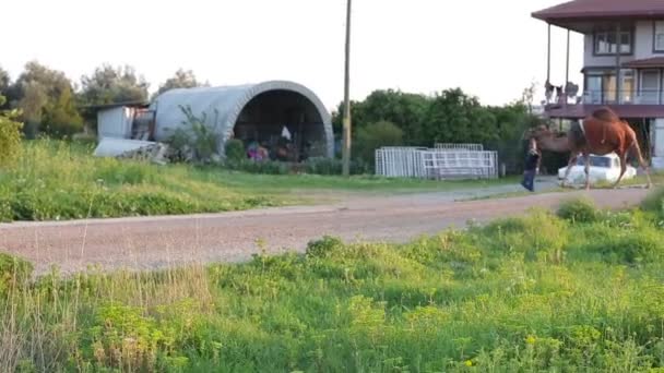 Люди верблюди на повідку — стокове відео