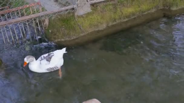 Hejno barevných kachen a hus, plovoucí v řece s čistou vodou — Stock video
