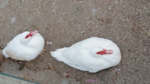 Dwa białe kaczki z czerwonym dziobem, siedzący na ziemi — Wideo stockowe