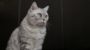 Oyun oynayan gri İskoç kedi, yakın çekim