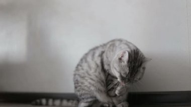 Oyun oynayan gri İskoç kedi evde, yakın çekim yıkar