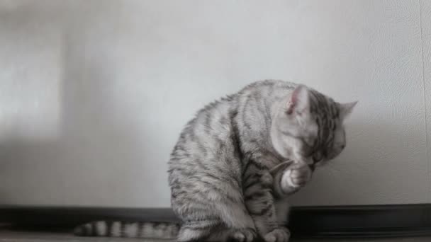 Verspielte graue schottische Katze wäscht zu Hause, Nahaufnahme — Stockvideo