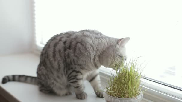 Pro dospělé mladé šedá kočka sedí a jíst čerstvé zelené trávy na bílém pozadí. — Stock video