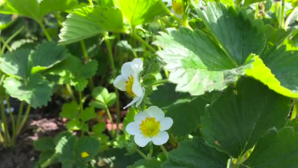 Vespa impollinazione fiori nel giorno d'estate, quando la luce del sole, da vicino — Video Stock