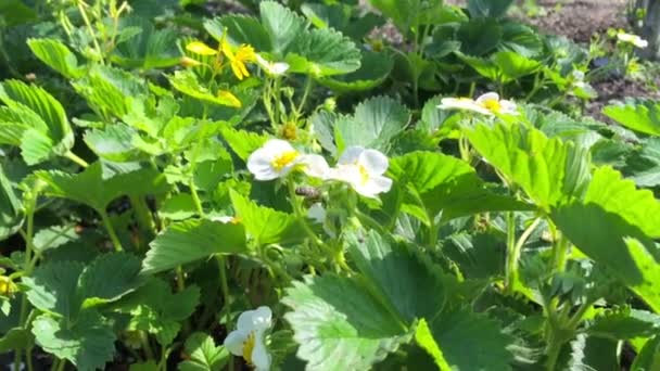 WASP pollinerande blommor i sommardag när solen ljus, närbild — Stockvideo