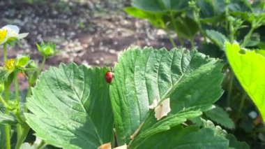 Ne zaman güneş ışığı, yakın çekim yaz yeşil yaprak üzerinde sürünerek uğur böceği