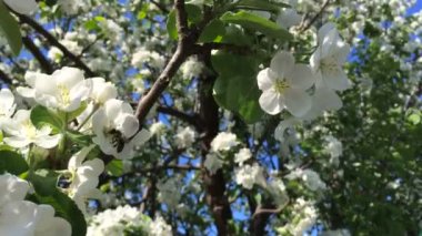 Ne zaman güneş ışığı, yakın çekim yaz günü çiçek pollinating Wasp