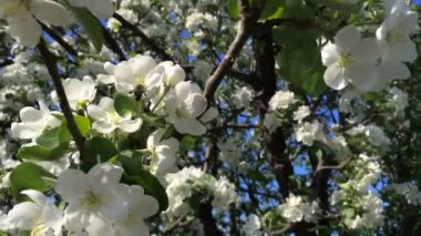 Ne zaman güneş ışığı, yakın çekim yaz günü çiçek pollinating Wasp
