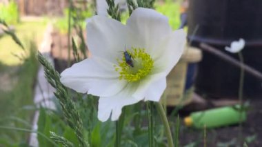 Ne zaman güneş ışığı, yakın çekim yaz günü çiçek pollinating bir çiçek böcek sürünür