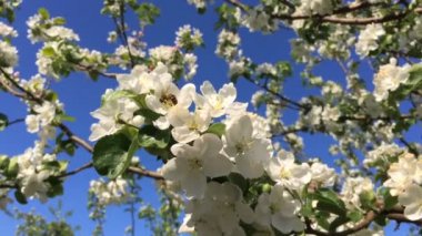 Ne zaman güneş ışığı, yakın çekim yaz günü çiçek pollinating Wasp