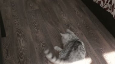 Oyun oynayan gri İskoç kedi evde güneş ışığı ile oynamak. yakın çekim.