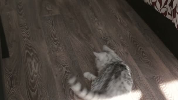 Gato escocês cinza brincalhão em casa brincando com a luz solar. close-up . — Vídeo de Stock