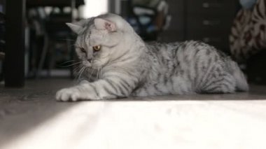 Oyun oynayan gri İskoç kedi evde. yakın çekim.