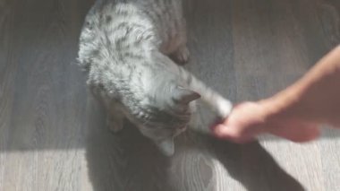Oyun oynayan gri İskoç kedi evde ayak ile oynamak. yakın çekim.