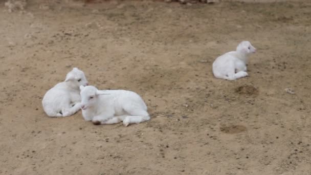 Cabra bebê em uma fazenda de perto — Vídeo de Stock