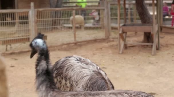 Ferme d'autruche, gros plan d'autruche 