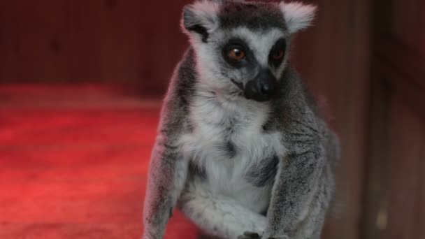 Lémurien gris assis en gros plan — Video