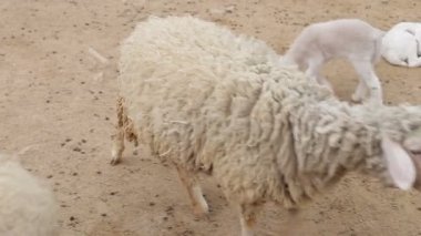Koyun ve kuzu yürüme. Koyun.