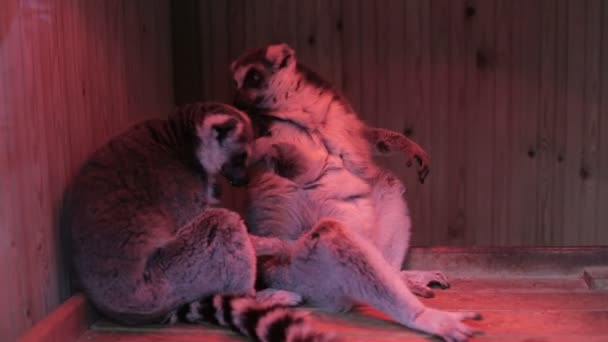 Deux lémuriens gris assis en gros plan — Video