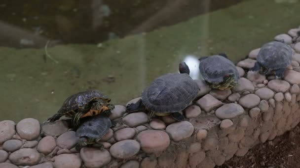 Невеликі водяні черепахи лежать біля ставка — стокове відео