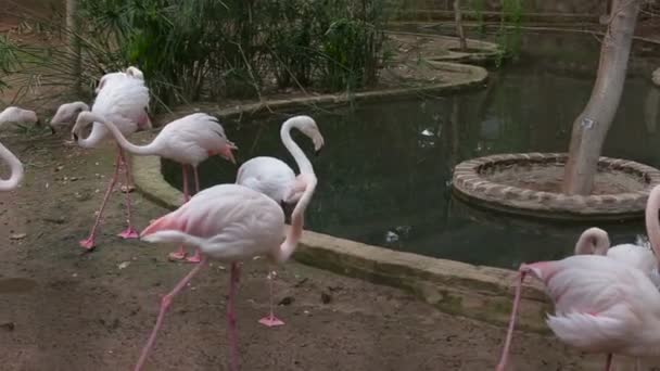 Un troupeau de flamants roses près de l'étang 