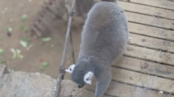 Grijze lemur in dierentuin close-up — Stockvideo