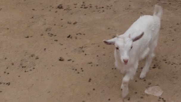 Lockige Ziege auf einem Bauernhof aus nächster Nähe — Stockvideo