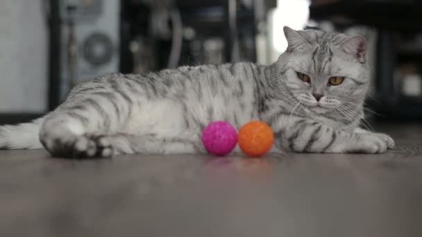 Oyun oynayan gri İskoç kedi evde. yakın çekim. — Stok video