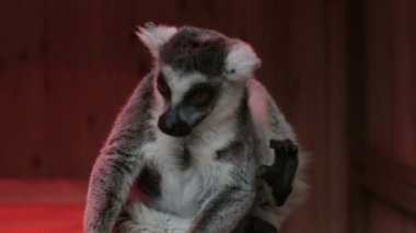 Gri lemur oturan yakın çekim